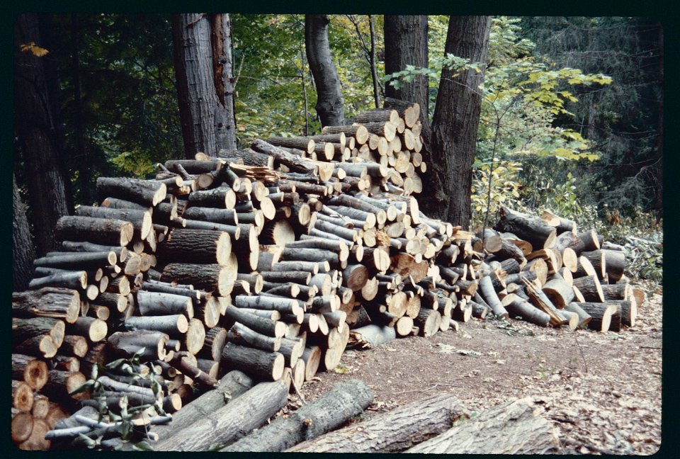 Firewood 1986